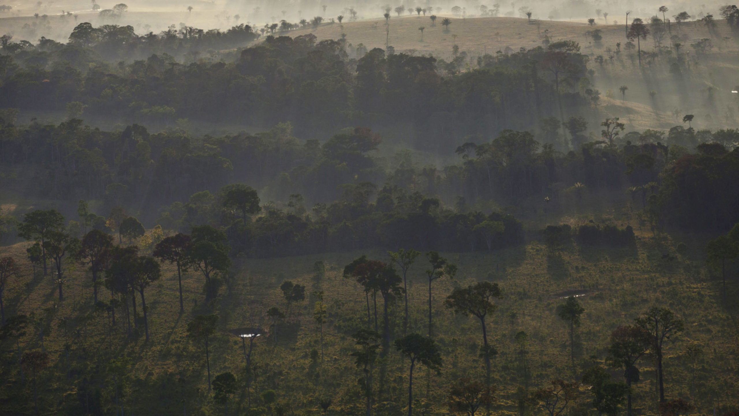 Protected by law, several Brazil nut trees are left behind after controlled deforestation in a portion of the Amazon jungle that sits along BR 364, between the cities of Rio Branco and Senador Guiomard, Brazil, on Thursday, Sept. 18, 2014. The United Nations 2014 Climate Summit is scheduled for Sept. 23. Photographer: Dado Galdieri/Bloomberg 