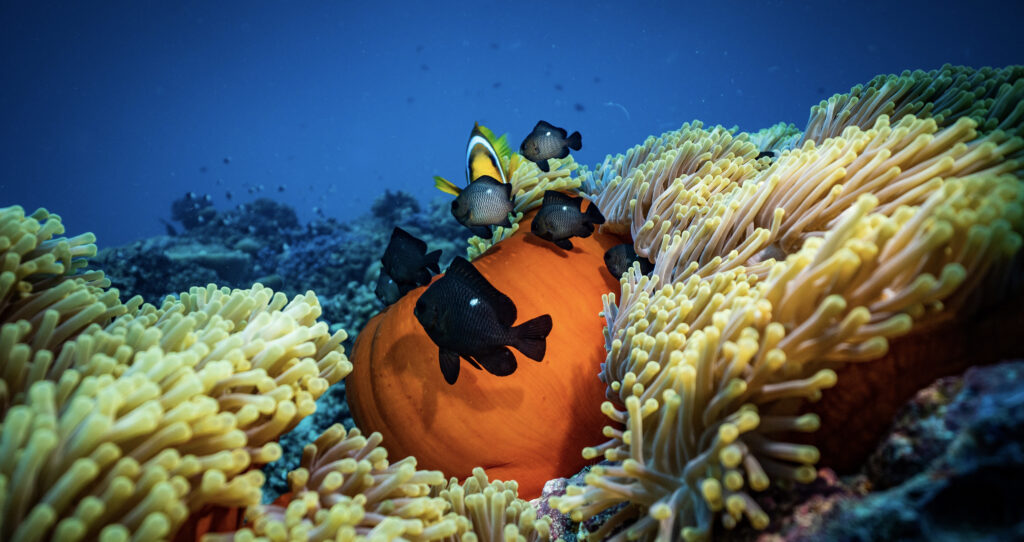 Coral reef fish, biodiversity
