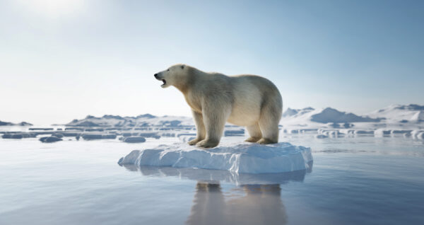 Polar bear on ice floe. Melting iceberg and global warming