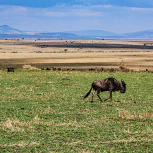 Animals grazing on grasslands in Kenya