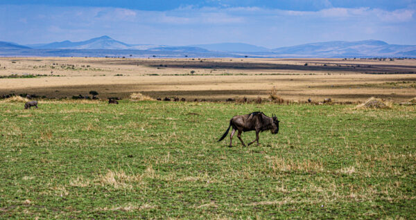Animals grazing on grasslands in Kenya