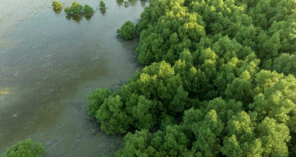 Mangrove forest capturing CO2 from the atmosphere