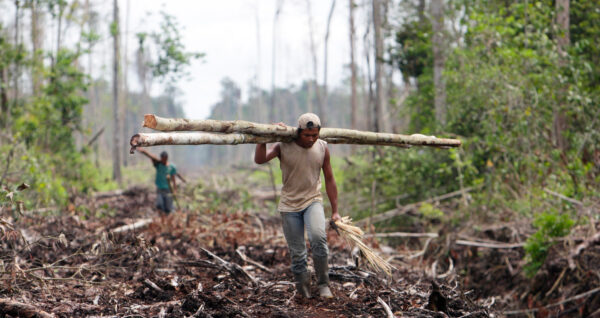 A worker collects timber from tropical rainforest in Kuala Cenaku, Riau Province November 21, 2007 in Sumatra Island, Indonesia.