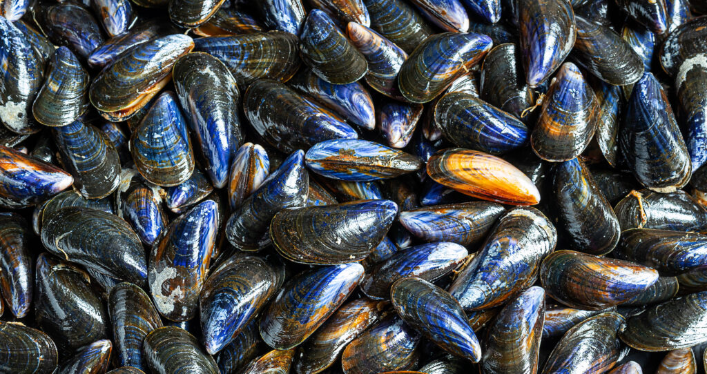Fresh raw organic mussels at a seafood market in Normandy