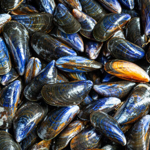 Fresh raw organic mussels at a seafood market in Normandy