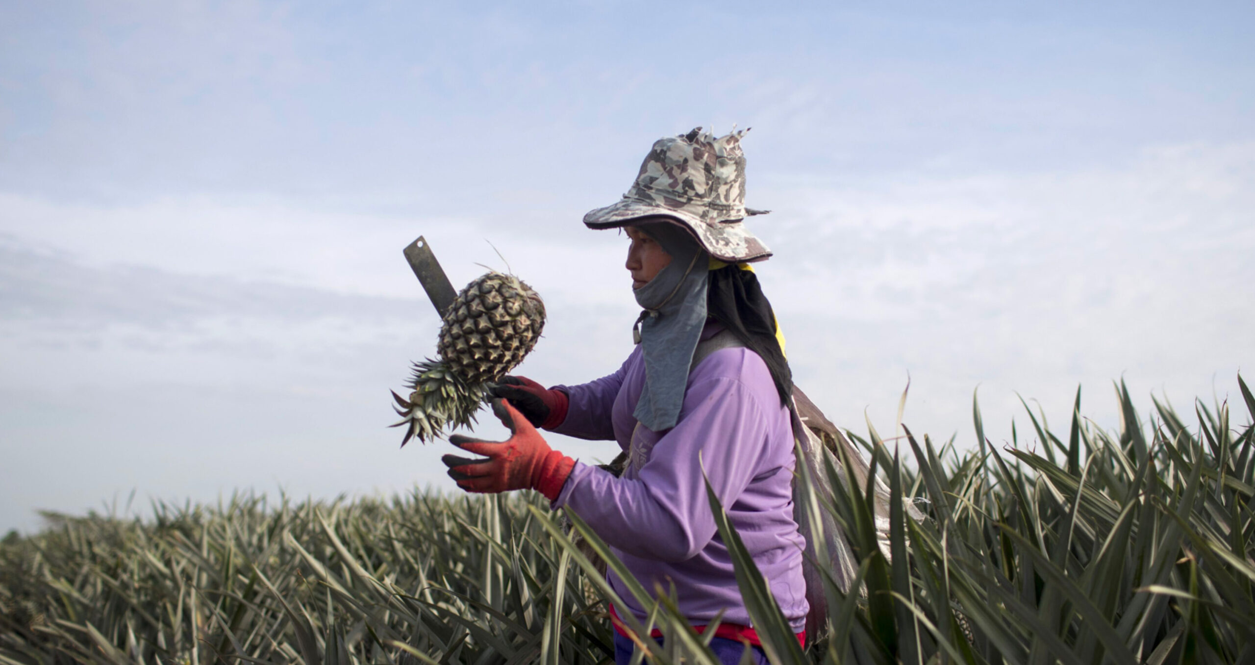 A worker on a fair-trade pineapple plantation, Thailand. Changes have been made to the original standards of organisation Fairtrade International’s certification over the years (Photo: Brent Lewin/Bloomberg) 