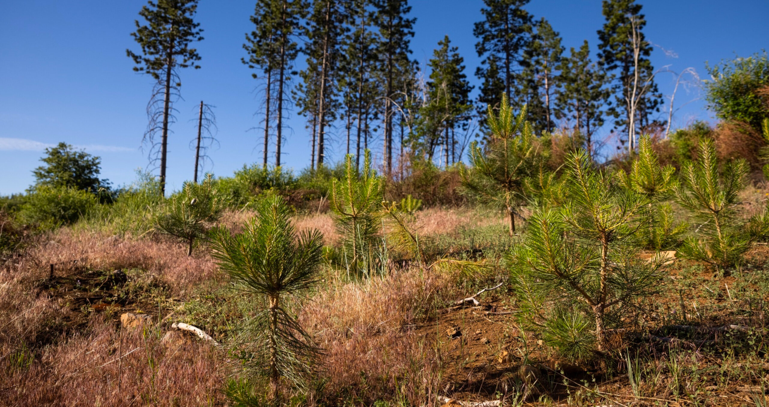 A reforestation project in the US. VCMs enable companies to buy carbon credits from sustainability projects in order to offset their emissions (Photo: Max Whittaker/Bloomberg) 