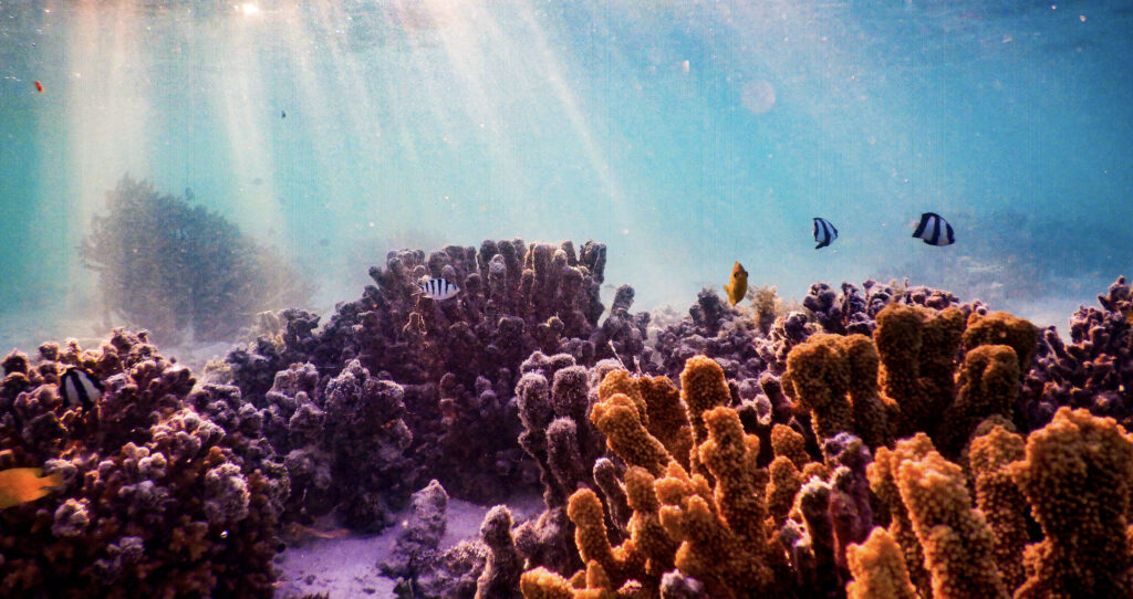 Biodiversity coral reef
