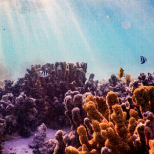 Biodiversity coral reef