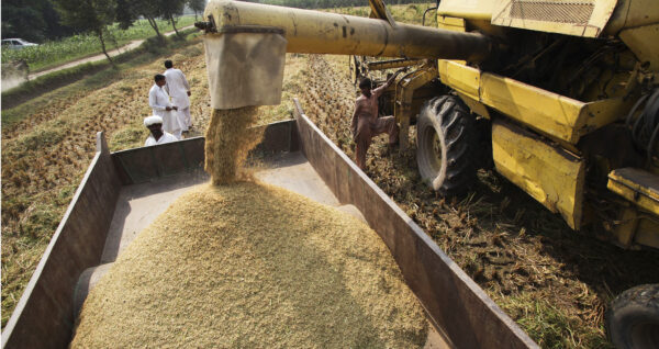 Rice harvesting in India