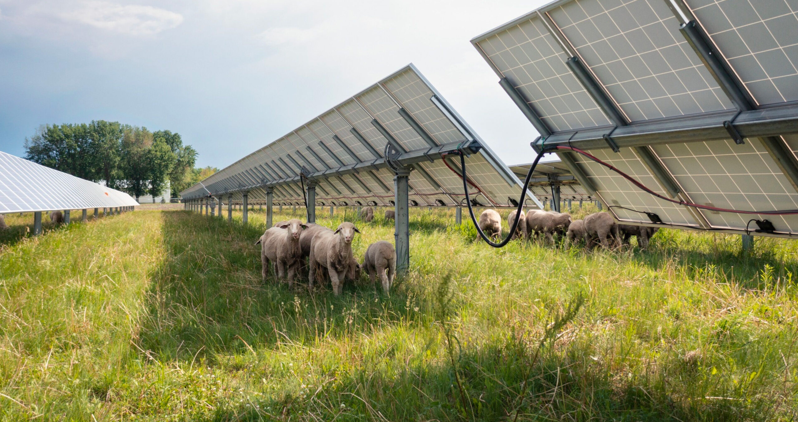 Sheep grazing at a solar farm in the US. Article 9 funds, which hold only sustainable investments, suffered record low inflows in the third quarter (Photo: Ben Brewer/Bloomberg) 