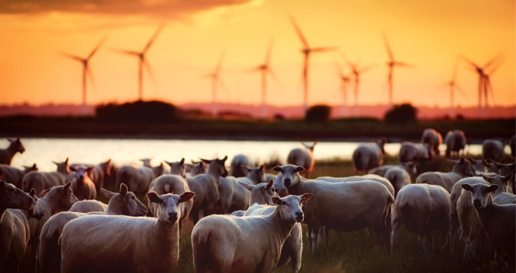 wind turbines and sheep in a field