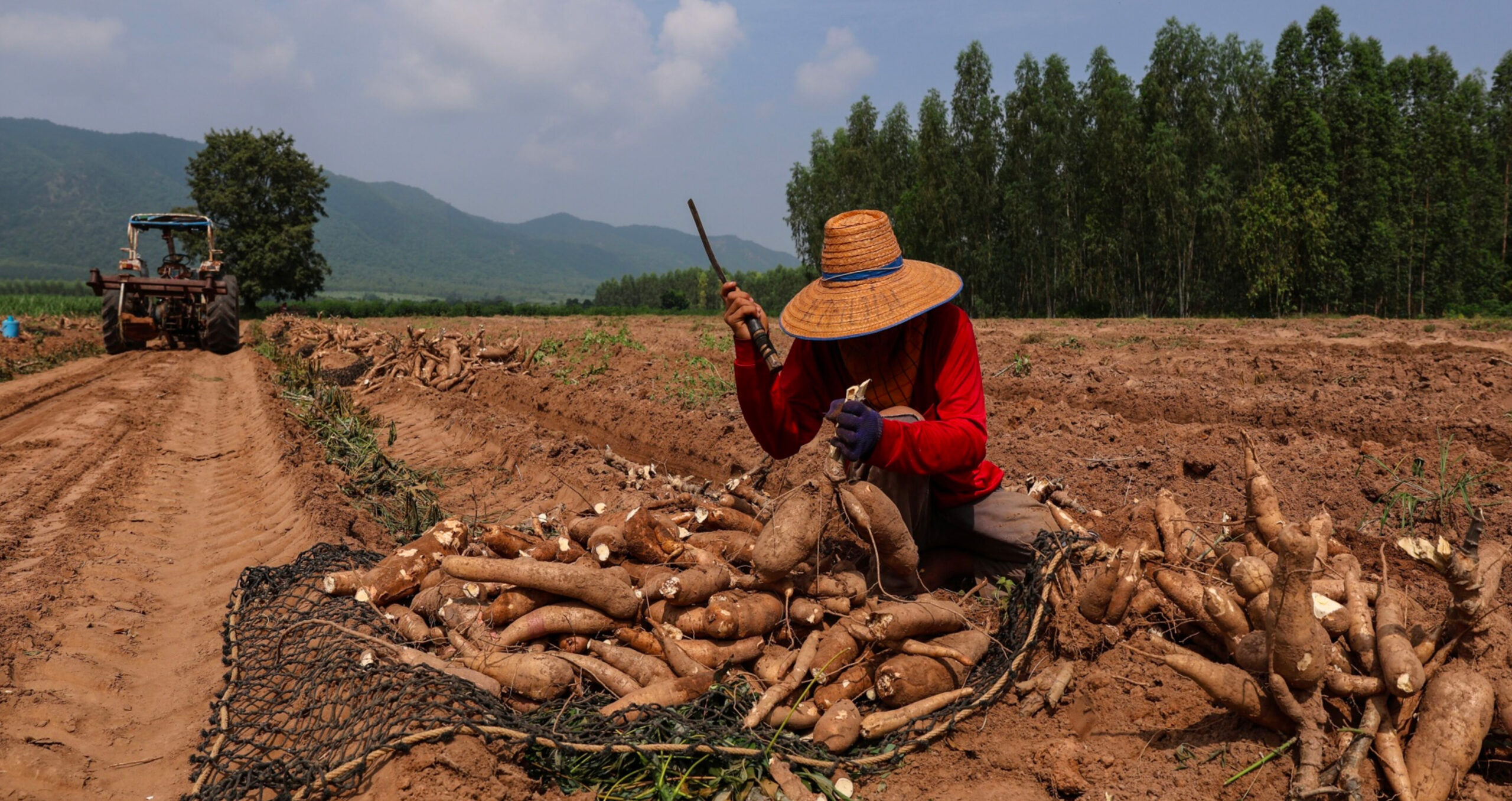 A cassava farm in Thailand, which is among the Asean countries that fear negative effects if the CBAM’s scope is extended to include all products and services, and all indirect emissions from upstream value chains. (Photo: Valeria Mongelli/Bloomberg) 
