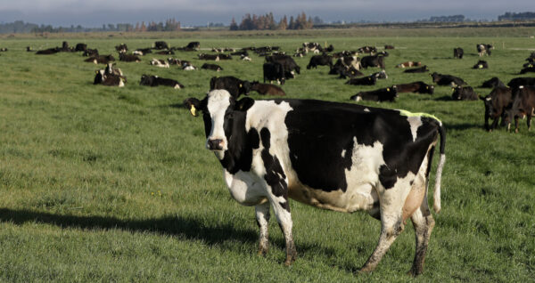 Cows grazing, methane emissions
