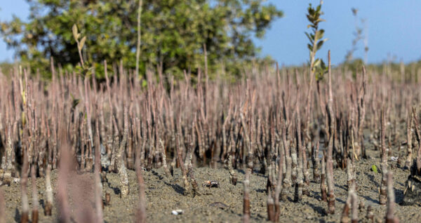 mangrove reforestation project