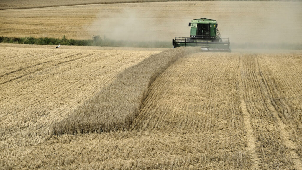 Combine harvester farming wheat