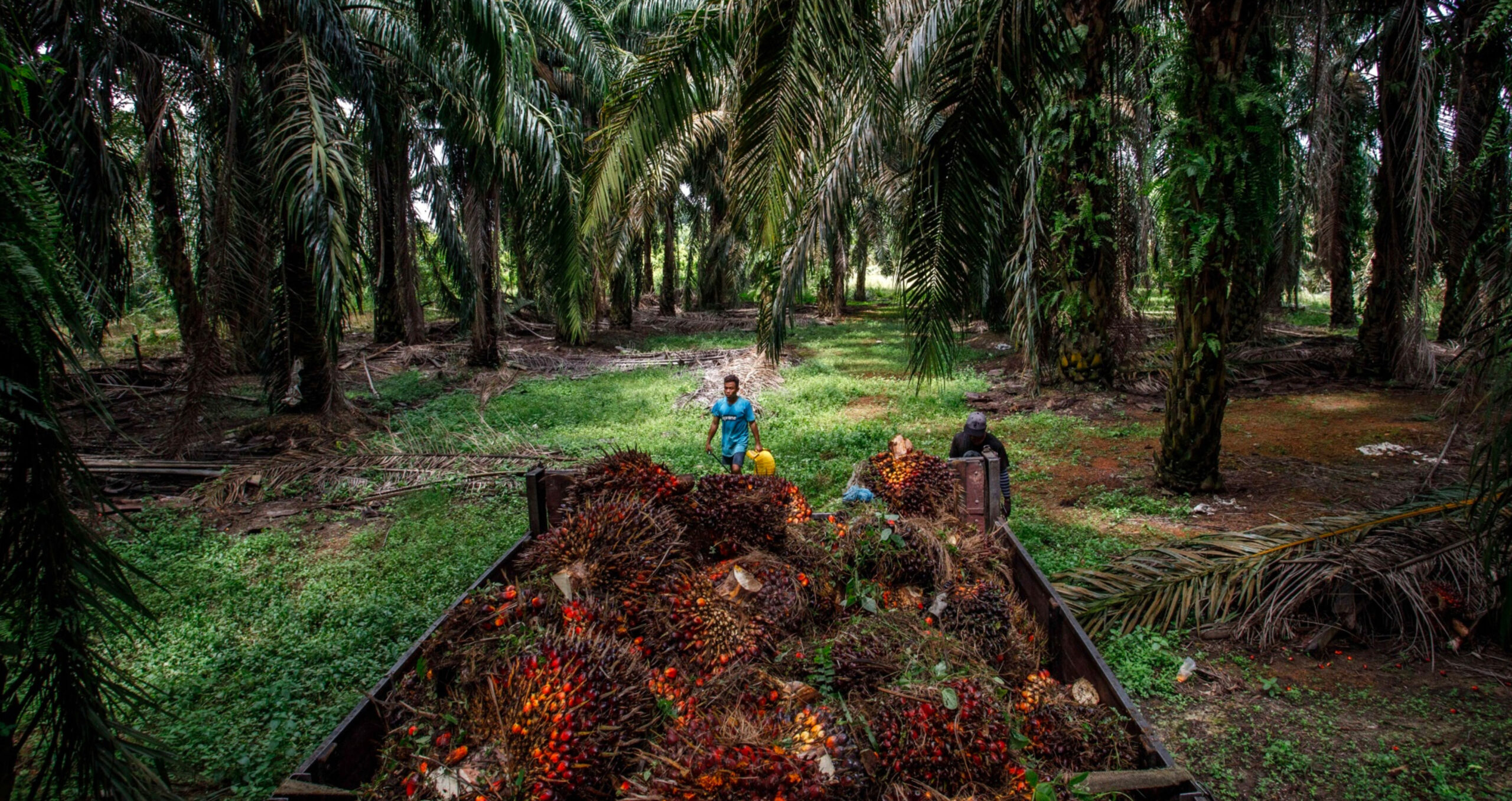 A palm plantation in Malaysia. The country, one of the world’s top palm oil producers, fears for the fate of its many smaller farmers (Photo: Samsul Said/Bloomberg) 