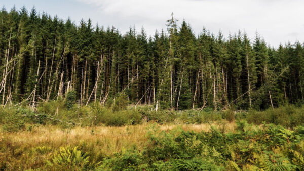 rewilding project in Scottish forest