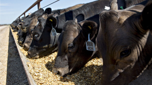 Beef cattle eating grain-based feed