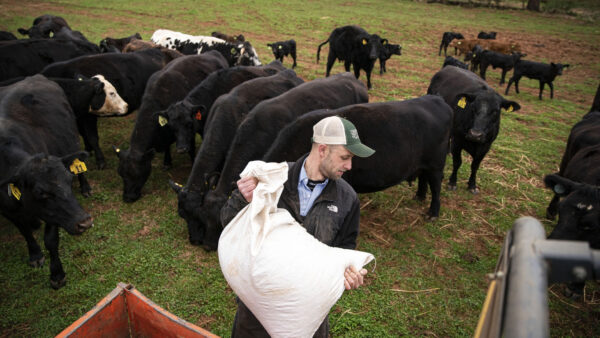 Beef cattle farmer in US
