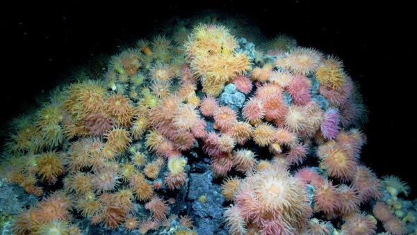 Deep-sea mining, anemones on Arctic Mid-Oceanic Ridge