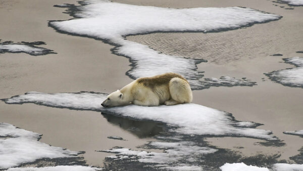 Polar bear on ice floes in English Channel