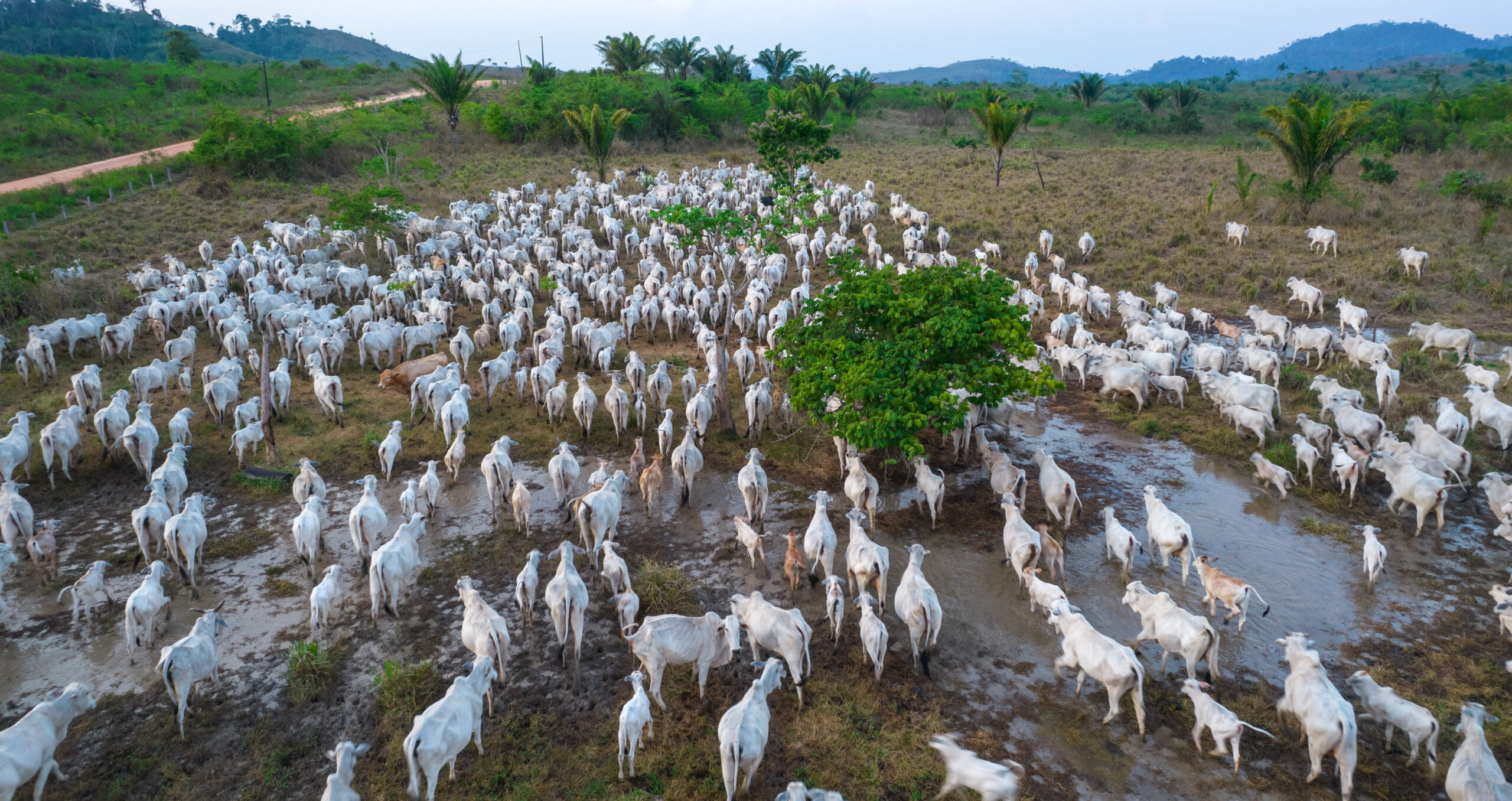 A Brazilian cattle farm. While primary forest loss in the country was down by 49 per cent in 2023, elsewhere tree clearance, mainly for beef production, was up 43 per cent on the previous year (Photo: Jonne Roriz/Bloomberg) 