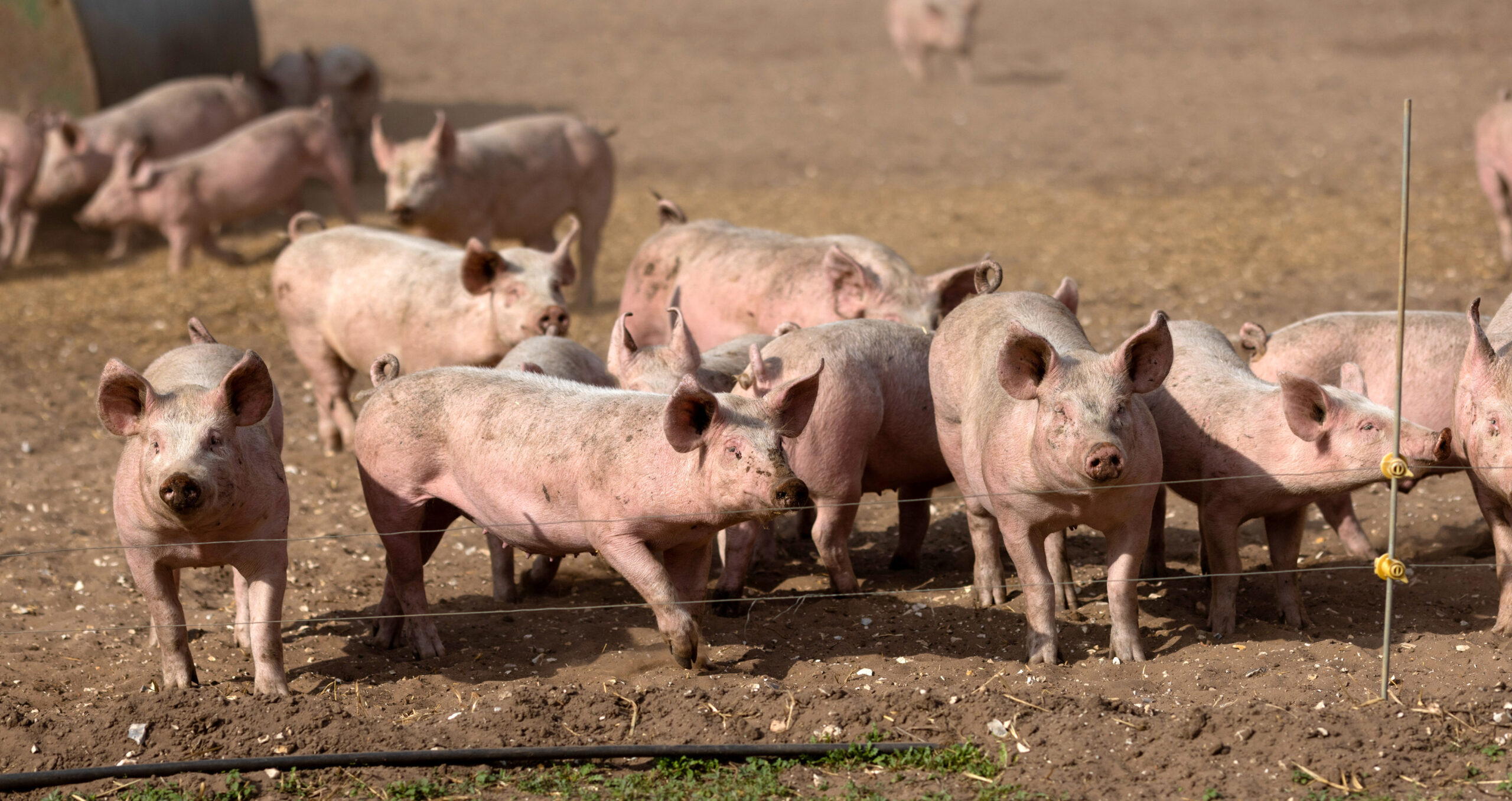 The WRI report suggests that sustainability efforts should focus on people consuming less meat since “better” meat produced from free-range animals needs more land (Photo: Chris Ratcliffe/Bloomberg) 