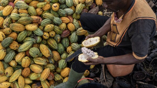 A farmer cuts a cocoa pod to collect the beans inside on a farm in Azaguie, Ivory Coast